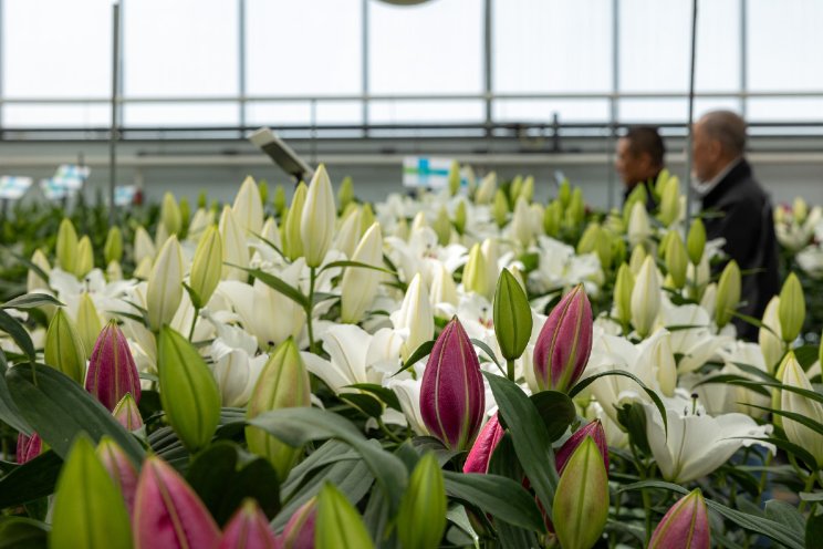 Zabo Plant decor voor opening Dutch Lily Days