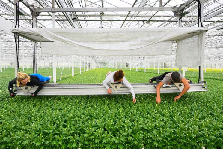Energietransitie tuinbouw: keuze of harde noodzaak? Energietransitie tuinbouw: keuze of harde noodzaak?