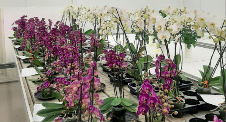 Balans natrium-kalium checken bij phalaenopsis Balans natrium-kalium checken bij phalaenopsis
