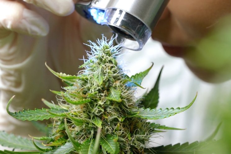 Medical Monday gaat van start op Hortibiz Daily Medical Monday gaat van start op Hortibiz Daily
