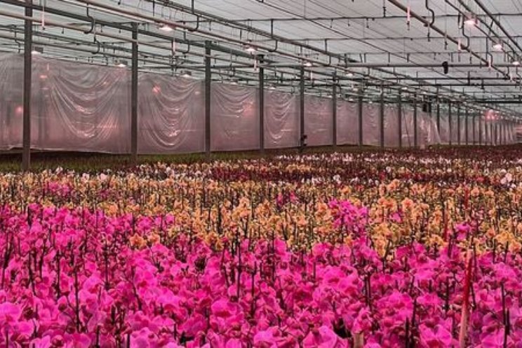 Phalaenopsis fossielvrij in warme opkweekfase Phalaenopsis fossielvrij in warme opkweekfase