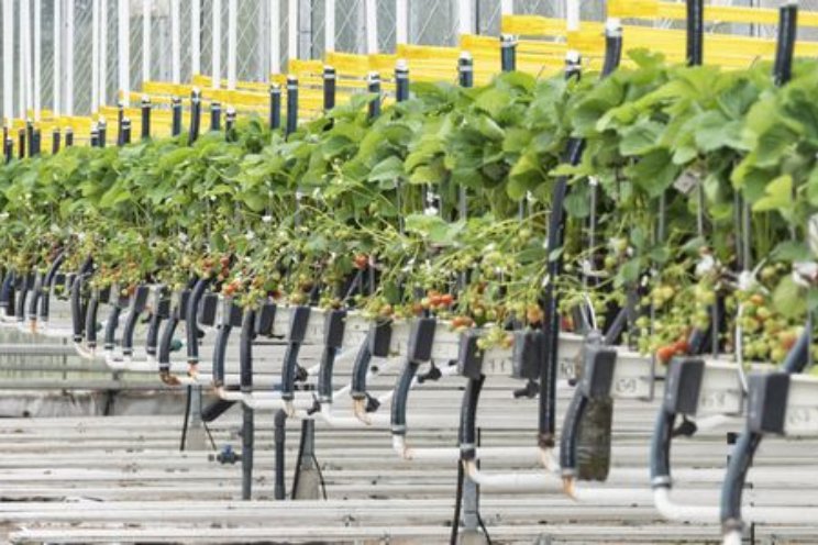 Duurzame koers tuinbouw Zuidoost-Nederland Duurzame koers tuinbouw Zuidoost-Nederland