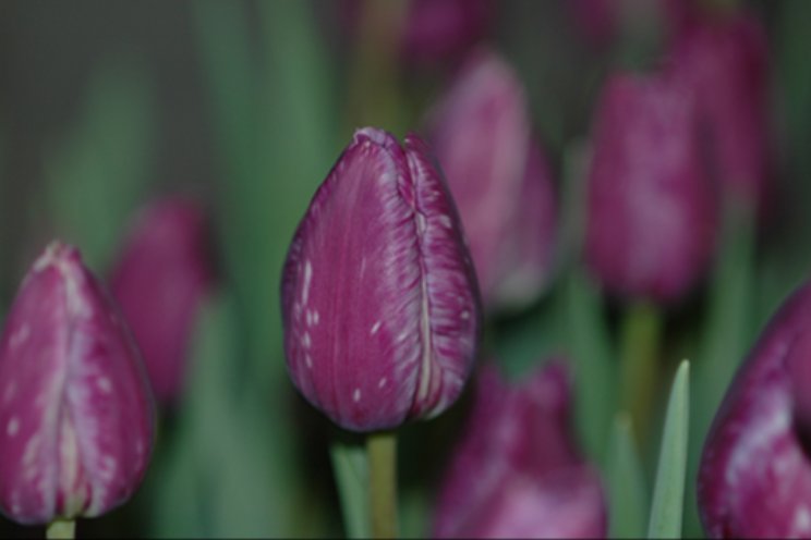 Drie webinars met alle kennis over galmijt Drie webinars met alle kennis over galmijt
