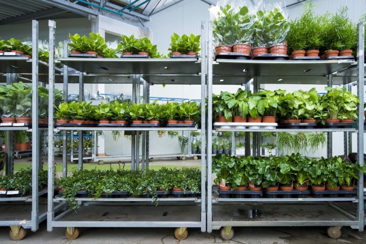 Planten vroeg beschikbaar: 'kan best veranderen' Planten vroeg beschikbaar: 'kan best veranderen'