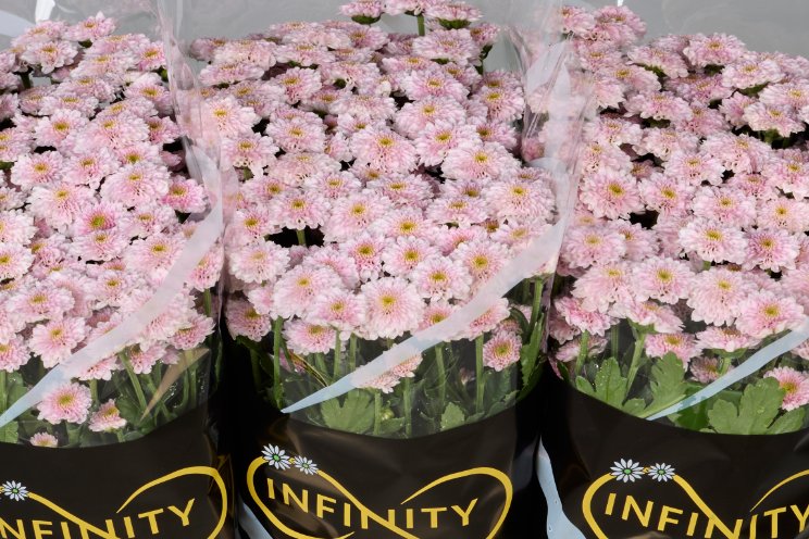 Introductie Santini Serie Miller Infinity Chrysanten