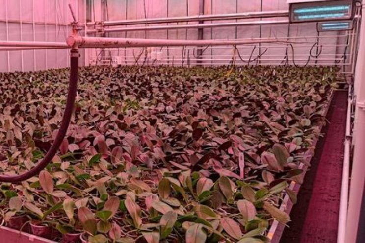 'Duurzame phalaenopsis' nu al redelijk succesvol 'Duurzame phalaenopsis' nu al redelijk succesvol