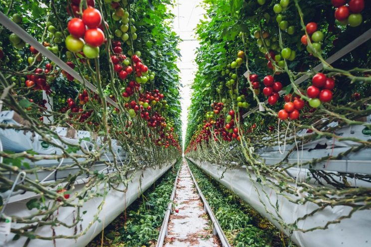 Tuinbouw als voorloper in een nieuw tijdperk Tuinbouw als voorloper in een nieuw tijdperk