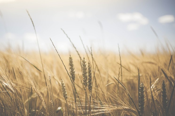 'Oppervlakte biobased groeit te langzaam' 'Oppervlakte biobased groeit te langzaam'