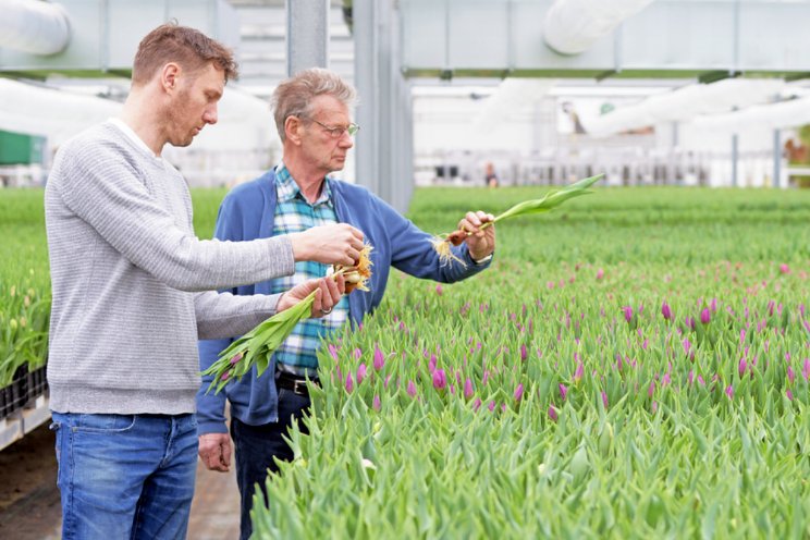 Tulpen van Sam haalt nu al CO2-doelstelling voor 2025 Tulpen van Sam haalt nu al CO2-doelstelling voor 2025