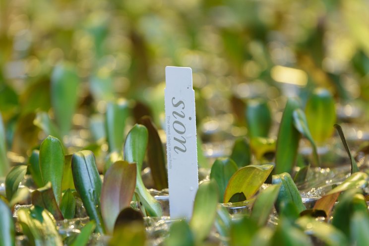 Sion gaat phalaenopsis opkweken voor Jova Plant Sion gaat phalaenopsis opkweken voor Jova Plant