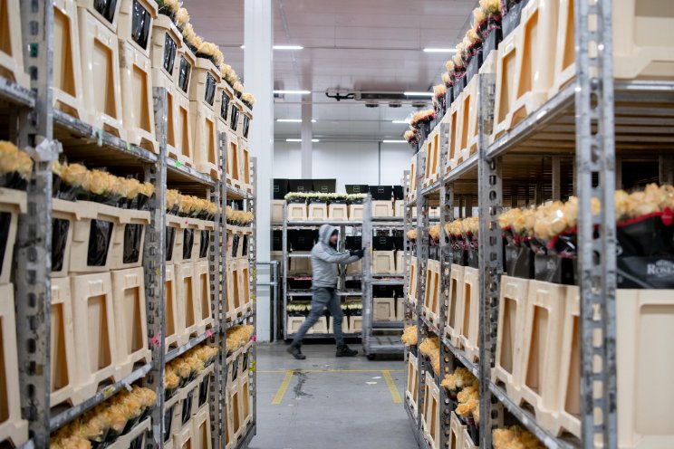 Online Flower Auction tijdelijk gestopt met veilen Online Flower Auction tijdelijk gestopt met veilen