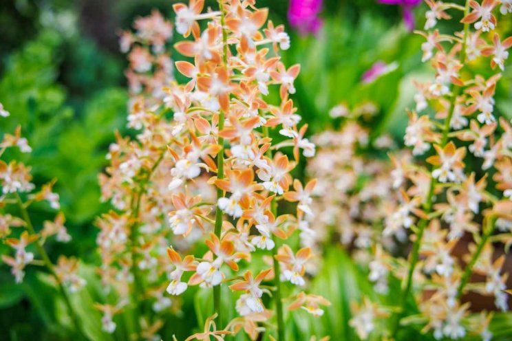 Opti-flor verkoopt buitenorchideeën Anthura Opti-flor verkoopt buitenorchideeën Anthura