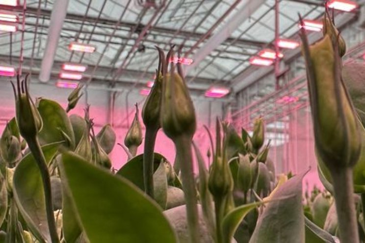 Lisianthus onder full-LED met besparing op warmte Lisianthus onder full-LED met besparing op warmte