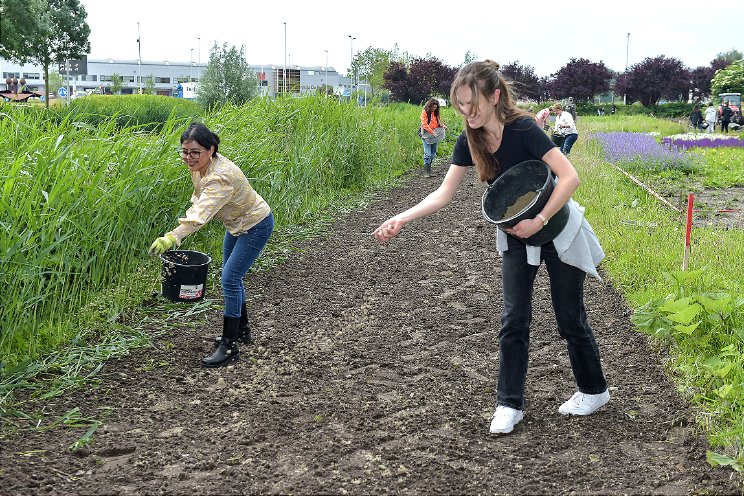 Wilde bloemen gezaaid op bijenpark Aalsmeer Wilde bloemen gezaaid op bijenpark Aalsmeer