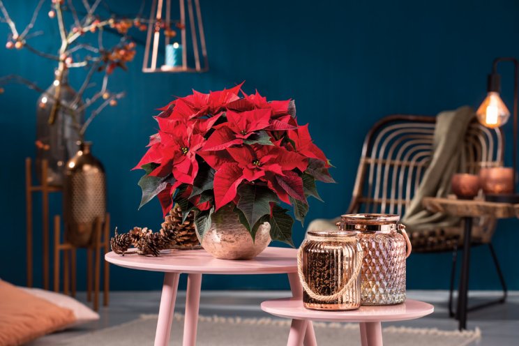 Florensis breidt uit met Syngenta Poinsettia Florensis breidt uit met Syngenta Poinsettia