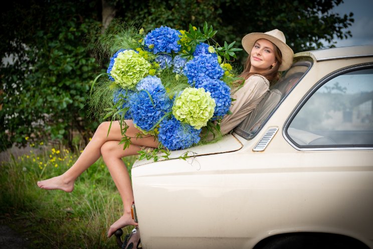 Hortensia in spotlights! Hortensia in spotlights!