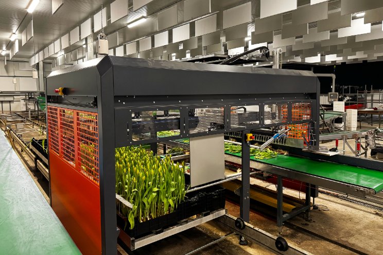 Bercomex introduceert plukmachine voor tulpen Bercomex introduceert plukmachine voor tulpen