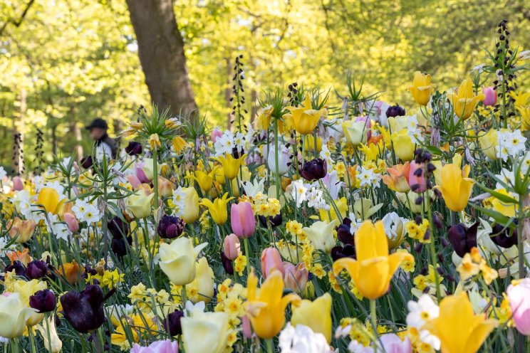 Bloemisten kunnen voortaan naar Buurman - Hortimedia