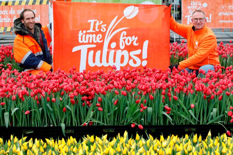 Aftellen naar Nationale Tulpendag op 20 januari Aftellen naar Nationale Tulpendag op 20 januari