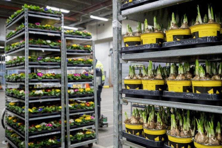 Depots Royal FloraHolland langer open tijdens piek Depots Royal FloraHolland langer open tijdens piek