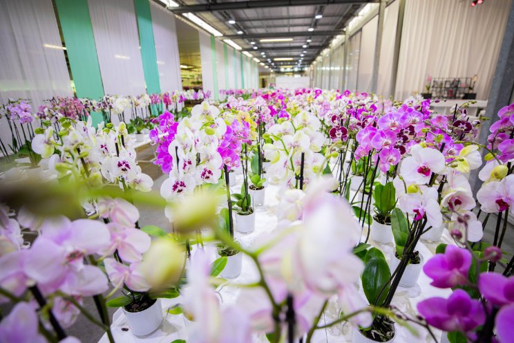 Magische sferen tijdens Sion Open November Magische sferen tijdens Sion Open November