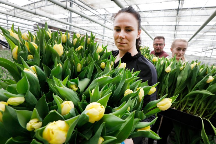 Dag van de Tulp maakt programma bekend