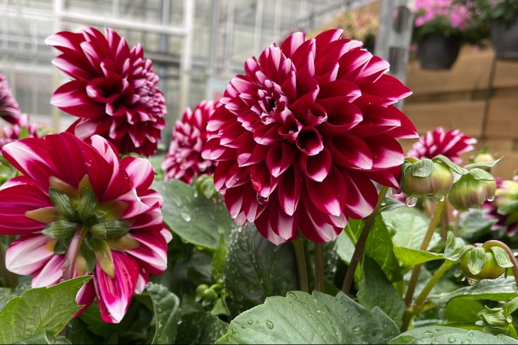 Bloeiend de zomer in met LaBella Dahlia