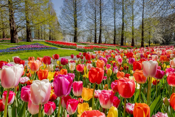 Tickets Keukenhof te koop voor vaste dag en tijd Tickets Keukenhof te koop voor vaste dag en tijd