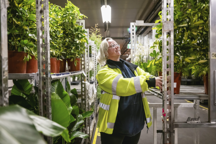 Eerste planten veilgroepen over op orderpicken Eerste planten veilgroepen over op orderpicken
