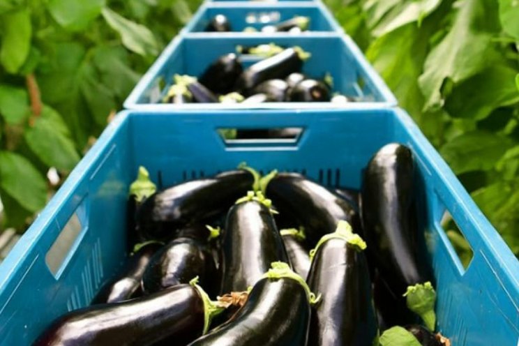 Passion tussen aubergines Passion tussen aubergines