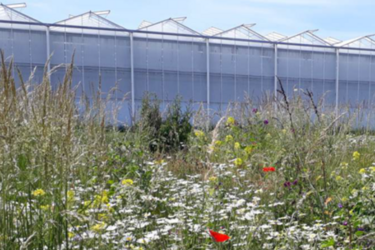 Deel foto's van bloemenrand rond kas Deel foto's van bloemenrand rond kas