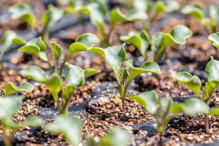 Nieuwe standaardlijst cultuurplanten Nieuwe standaardlijst cultuurplanten