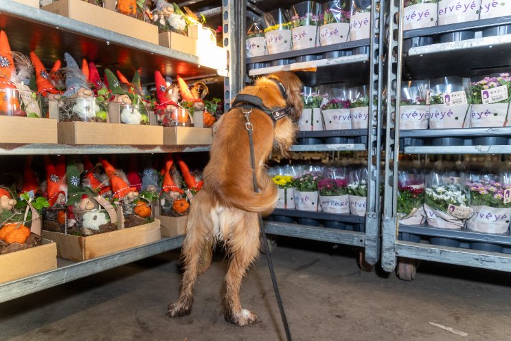 Hond inzetten voor veiligheid bedrijf Hond inzetten voor veiligheid bedrijf