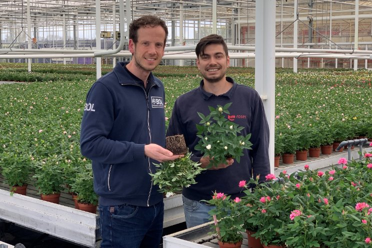 BOL en BM Roses zetten substraatproeven op BOL en BM Roses zetten substraatproeven op
