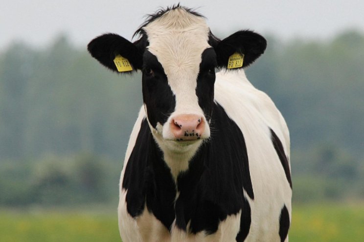 Broeikasgasbelasting voor boeren in Denemarken Broeikasgasbelasting voor boeren in Denemarken
