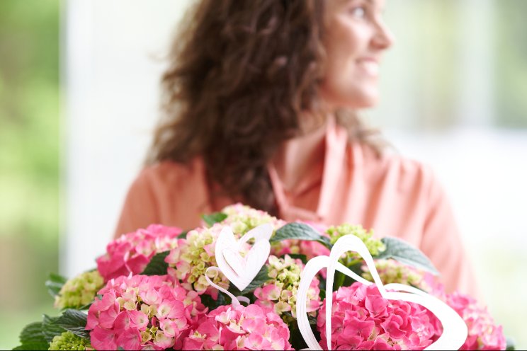 Kleurrijke boodschap kamerhortensia