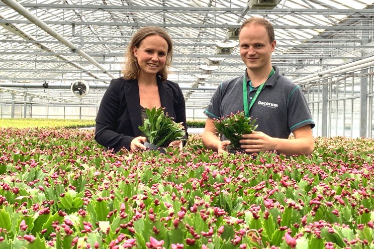 125 jaar Hofland Flowering Plants 125 jaar Hofland Flowering Plants