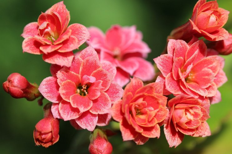 Voorkeur voor planten met meeste bloemknoppen Voorkeur voor planten met meeste bloemknoppen