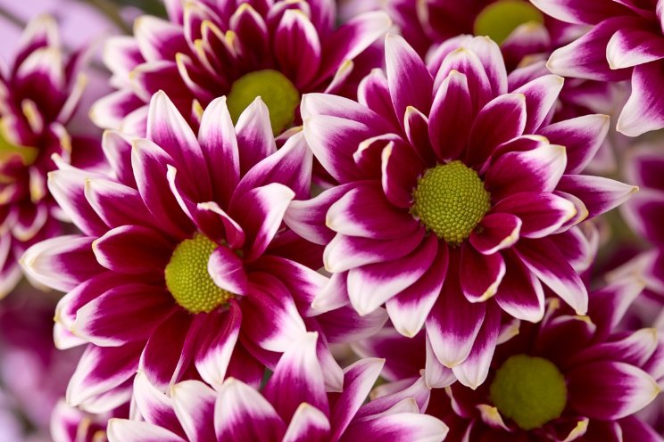 Floritec en Dataflor zoeken de samenwerking Floritec en Dataflor zoeken de samenwerking