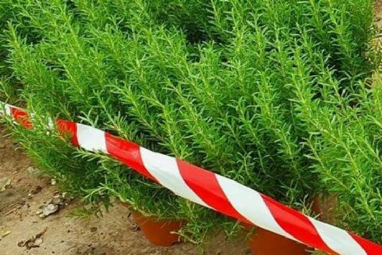 Importverbod voor Xylella vatbaar plantmateriaal Importverbod voor Xylella vatbaar plantmateriaal