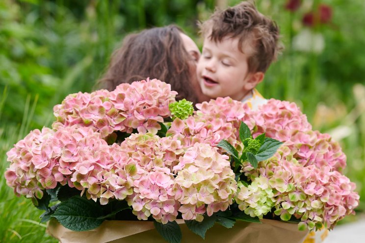 Start van seizoen en promotie tuinhortensia Start van seizoen en promotie tuinhortensia