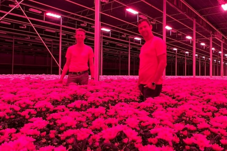 Beyond Chrysant veilt chrysanten voor goed doel Beyond Chrysant veilt chrysanten voor goed doel