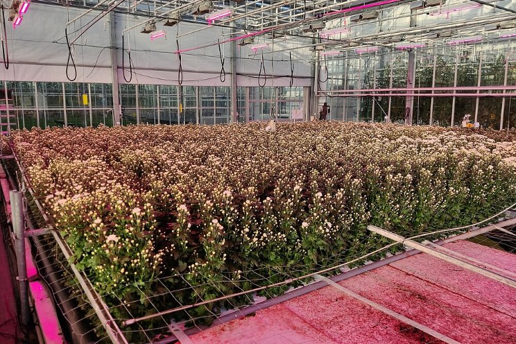 Flinke vooruitgang geboekt met chrysanten op water Flinke vooruitgang geboekt met chrysanten op water