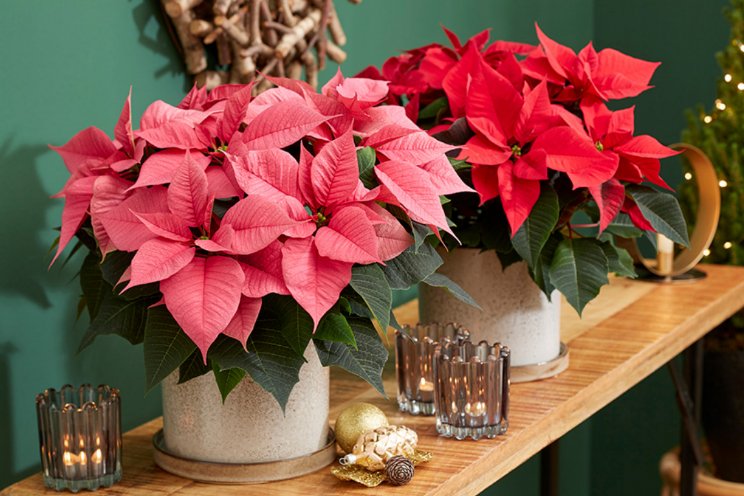 Veredelaars organiseren Poinsettia Trials samen Veredelaars organiseren Poinsettia Trials samen