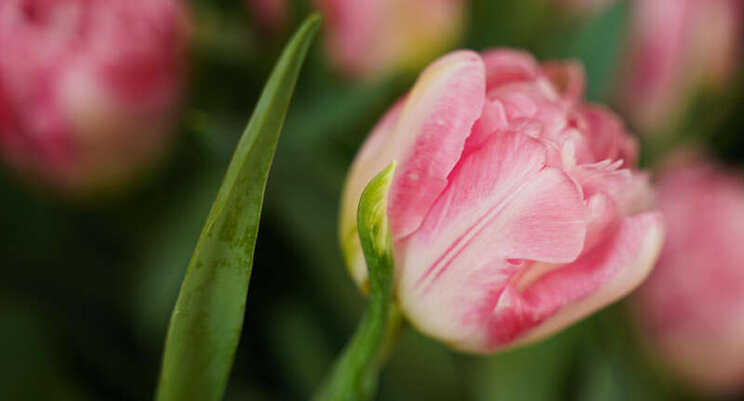 3 nieuwe tulpen Borst Bloembollen 3 nieuwe tulpen Borst Bloembollen