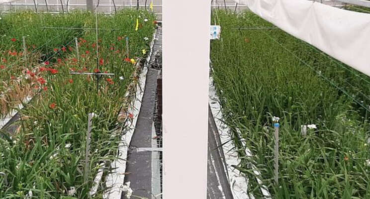 Oogst freesia in volle gang Oogst freesia in volle gang
