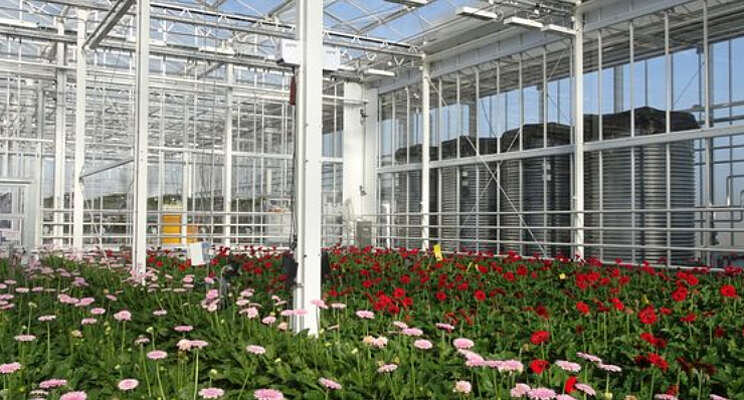 Plagen gerbera onder controle Plagen gerbera onder controle